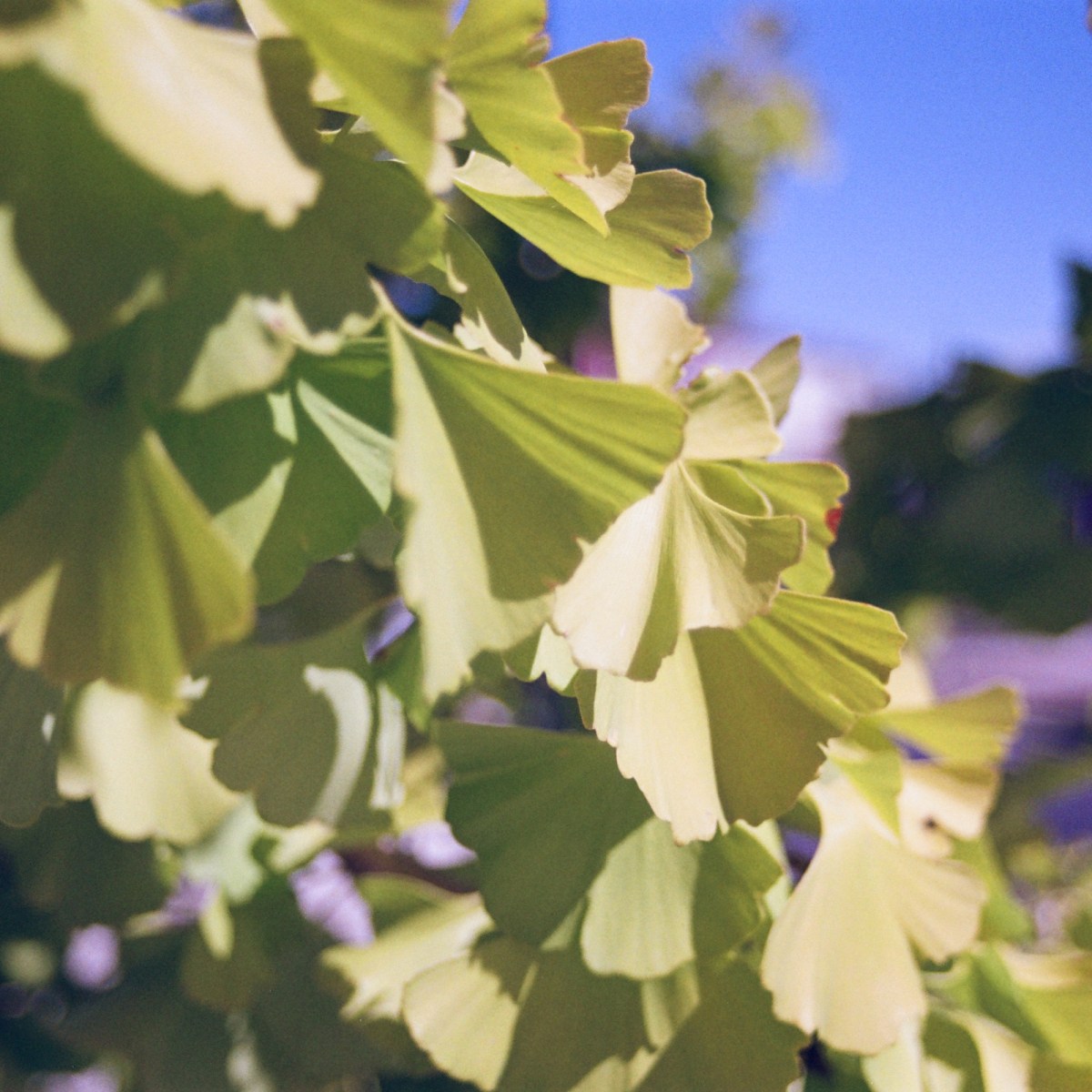 [photography] Film from Sept-Oct,&nbsp;2022